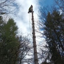 Baumpflege Oberösterreich